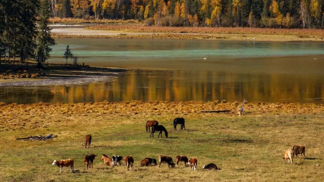Cattle in Kanas Hemu