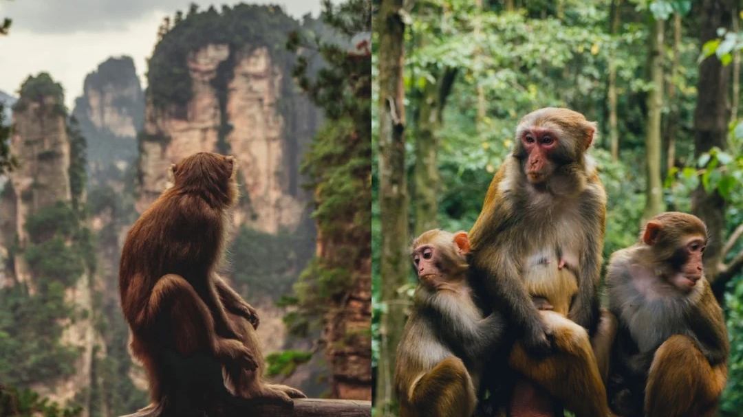 Monkeys in Avatar Mountains