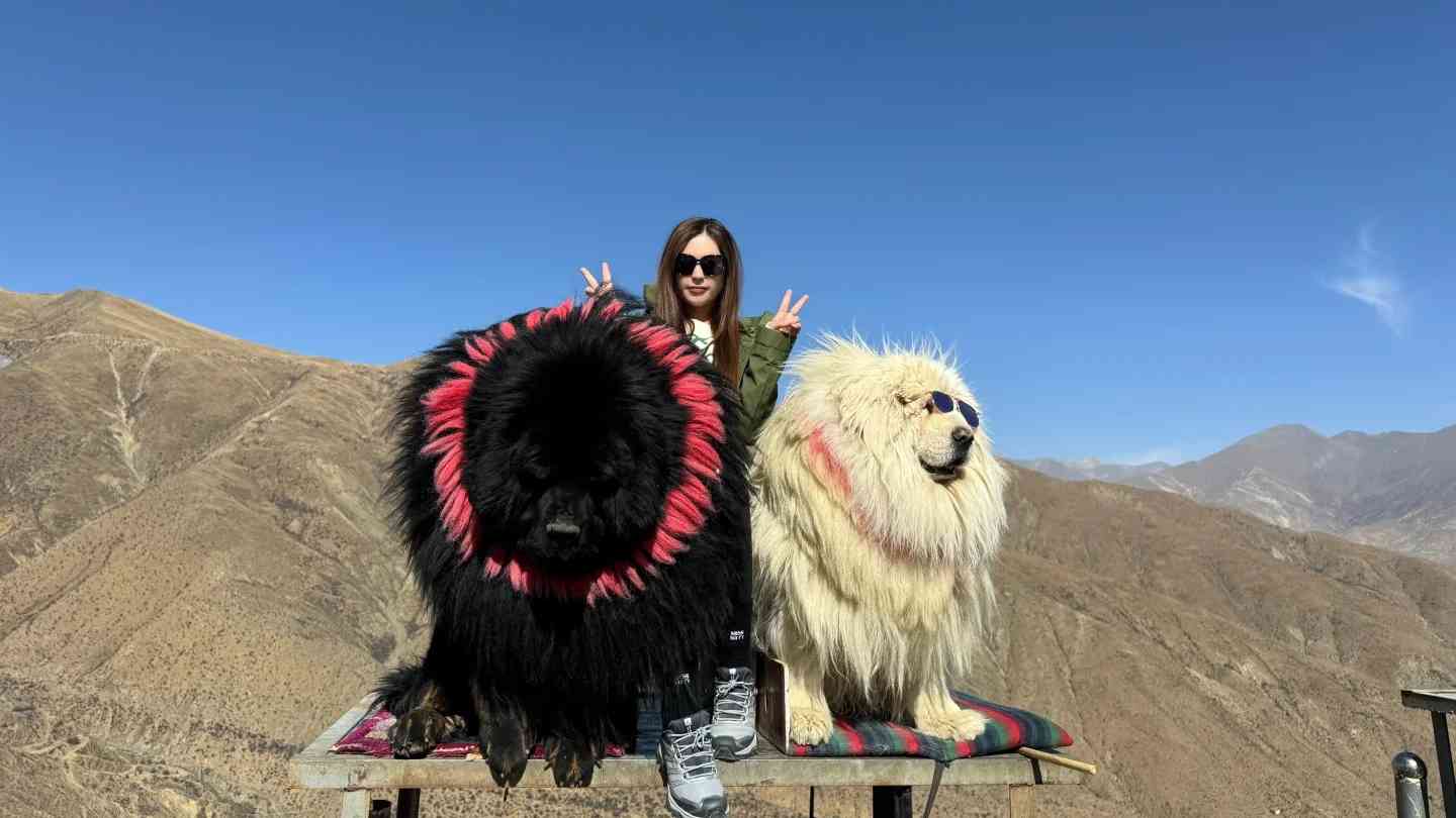Taking Photos with Tibetan Mastiffs