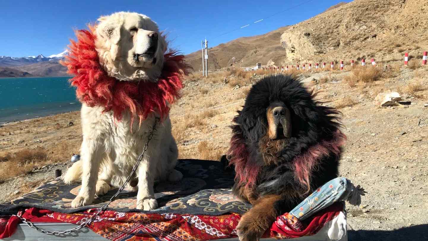 Tibetan Mastiffs for Photos