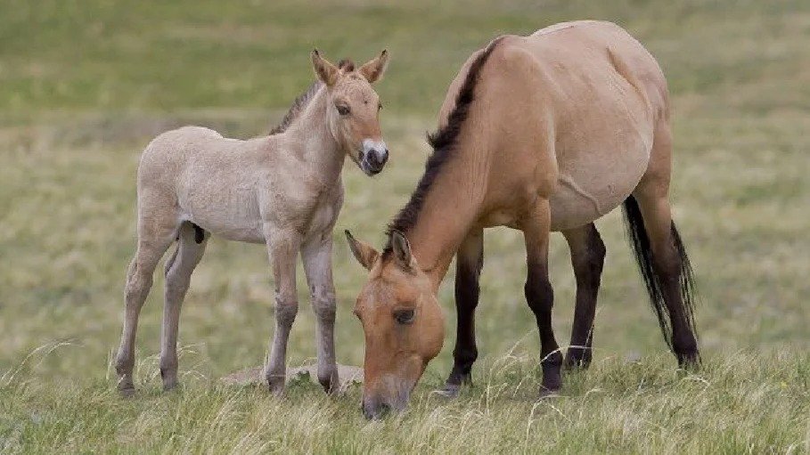 Przewalski's horses were declared extinct in the wild due to hunting, habitat loss, and competition with livestock