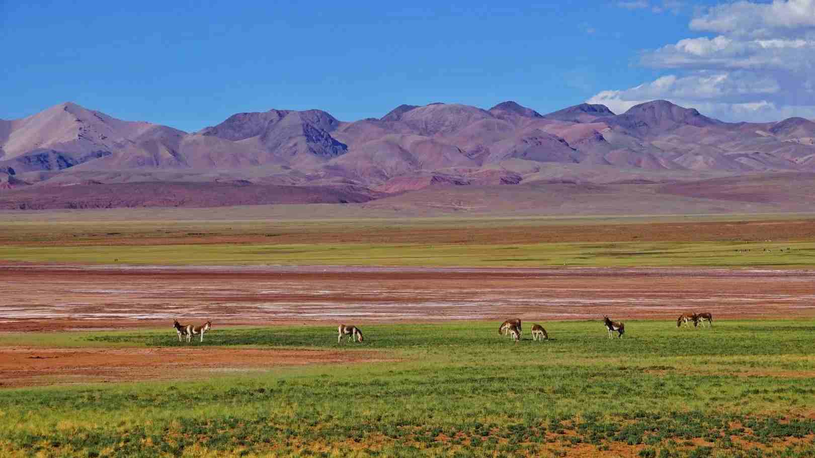 Kekexili Wild Horse